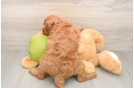 Best Mini Goldendoodle Baby