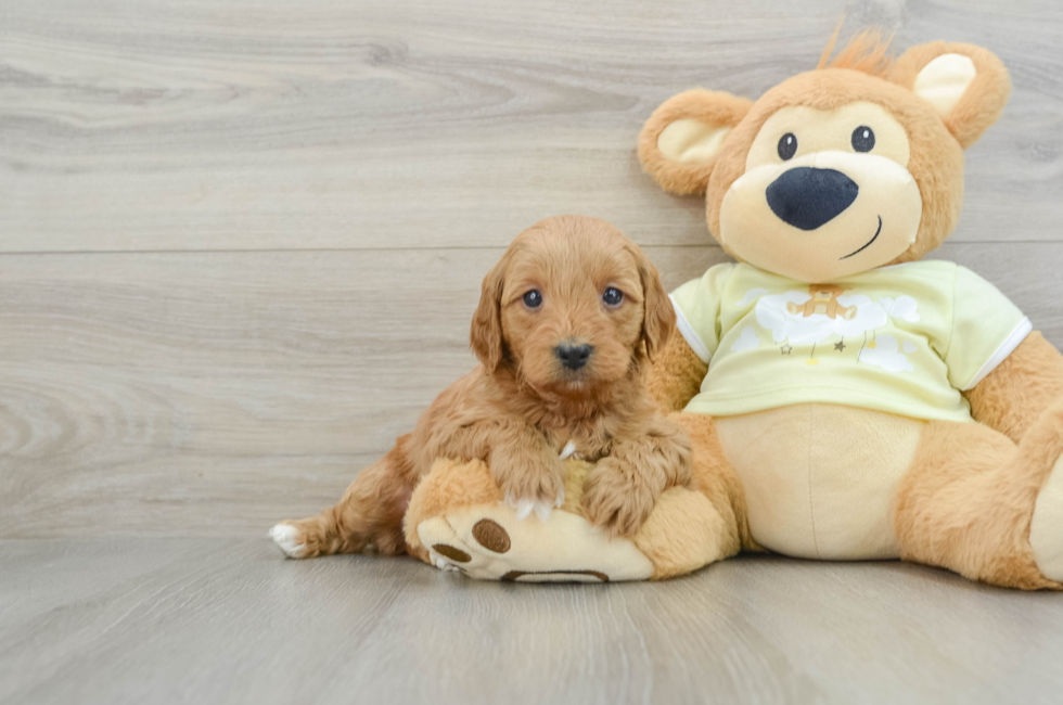 6 week old Mini Goldendoodle Puppy For Sale - Lone Star Pups