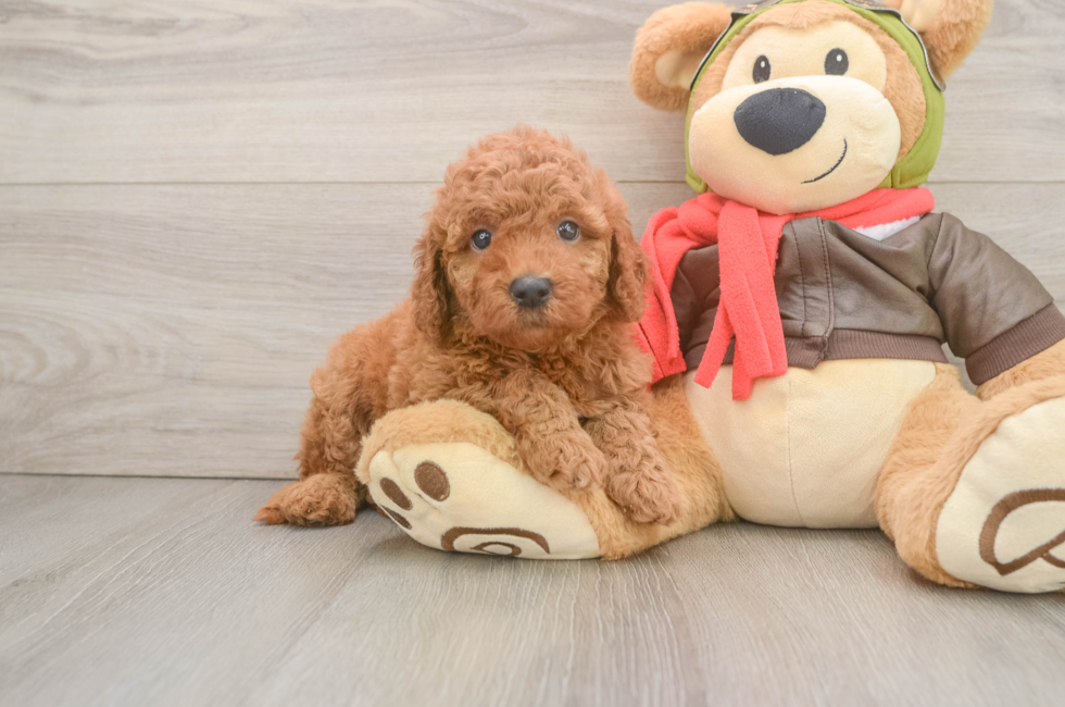 5 week old Mini Goldendoodle Puppy For Sale - Lone Star Pups