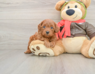 7 week old Mini Goldendoodle Puppy For Sale - Lone Star Pups