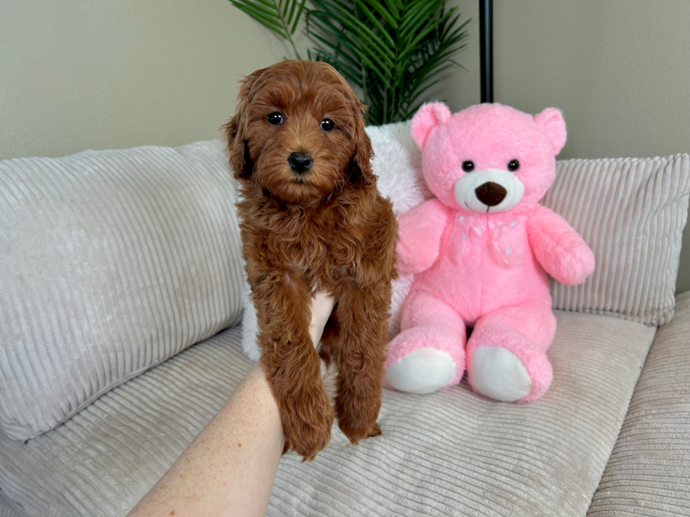 Cute Golden Doodle Poodle Mix Puppy