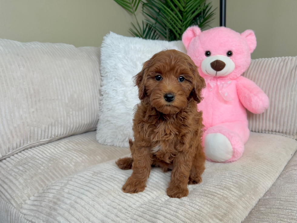Cute Mini Goldendoodle Poodle Mix Pup