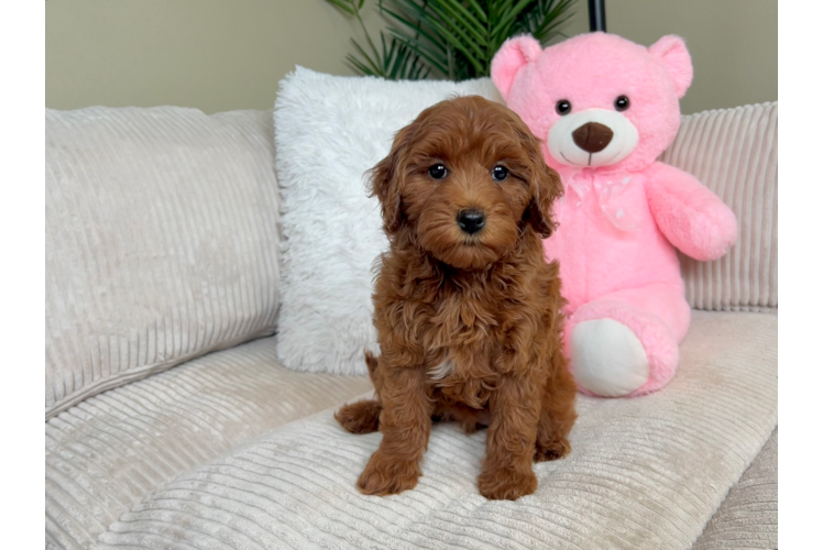 Cute Golden Doodle Poodle Mix Puppy