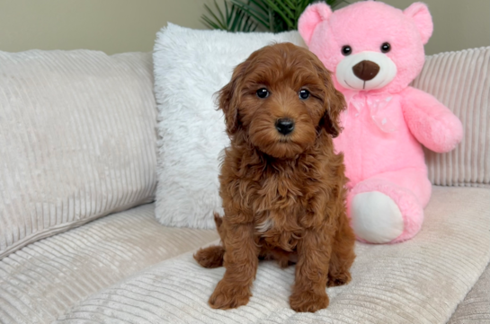 Cute Golden Doodle Poodle Mix Puppy