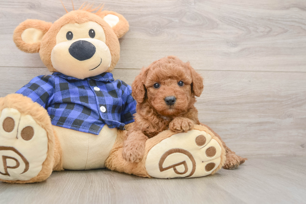 Best Mini Goldendoodle Baby