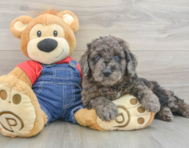 9 week old Mini Goldendoodle Puppy For Sale - Lone Star Pups