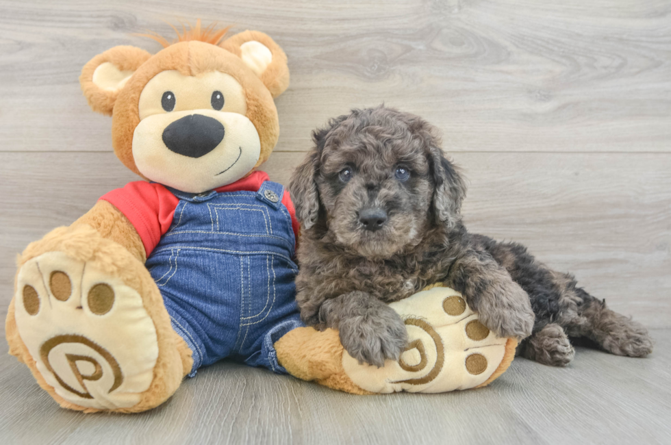 6 week old Mini Goldendoodle Puppy For Sale - Lone Star Pups