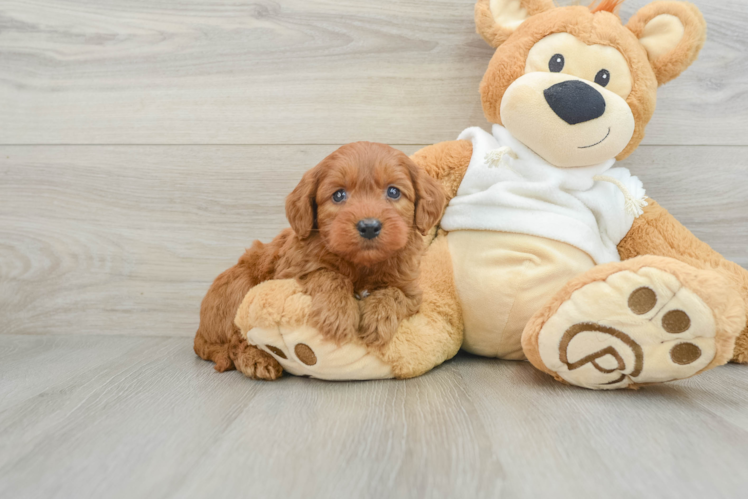 Best Mini Goldendoodle Baby