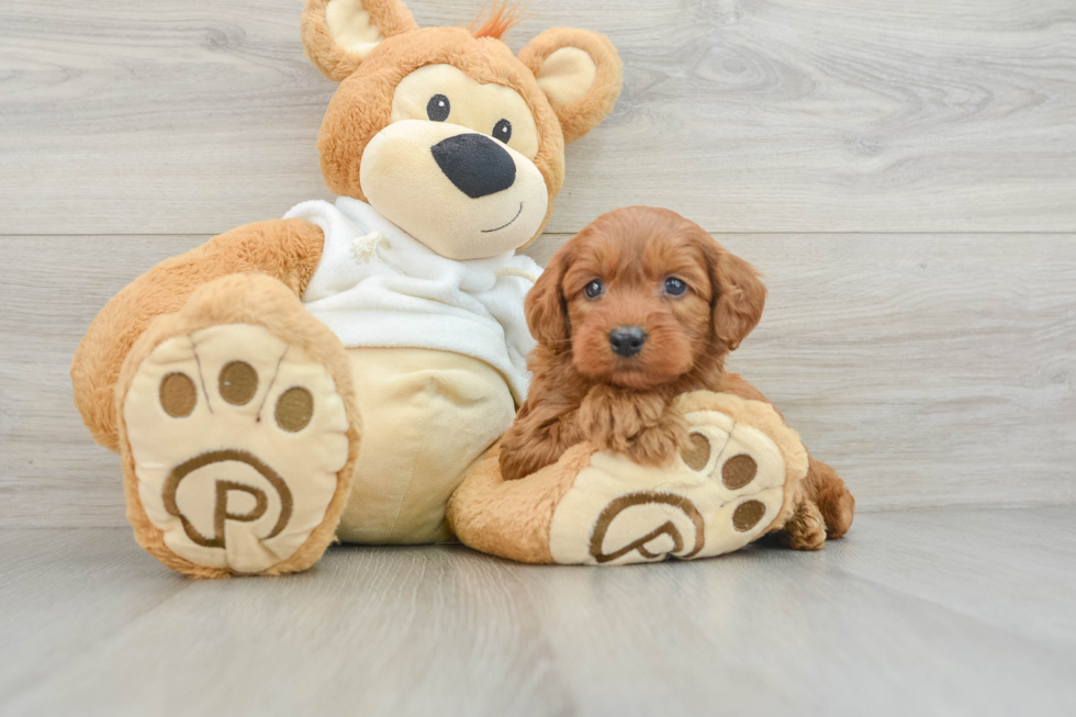 Adorable Golden Retriever Poodle Mix Poodle Mix Puppy