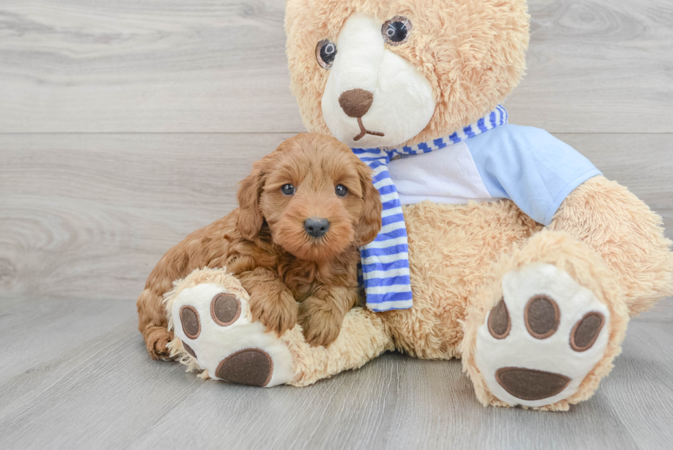Mini Goldendoodle Pup Being Cute