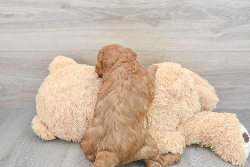 Playful Golden Retriever Poodle Mix Puppy