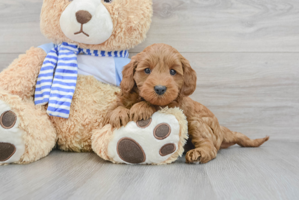 Fluffy Mini Goldendoodle Poodle Mix Pup