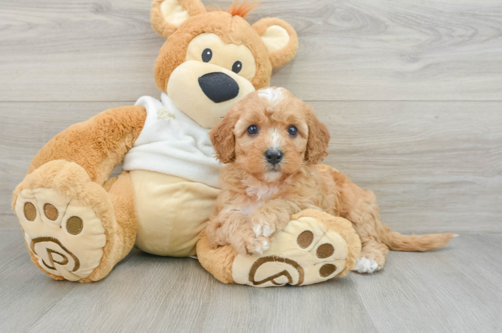 6 week old Mini Goldendoodle Puppy For Sale - Lone Star Pups