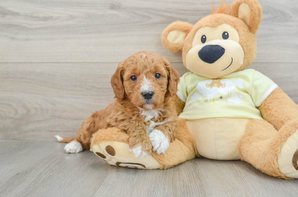 6 week old Mini Goldendoodle Puppy For Sale - Lone Star Pups