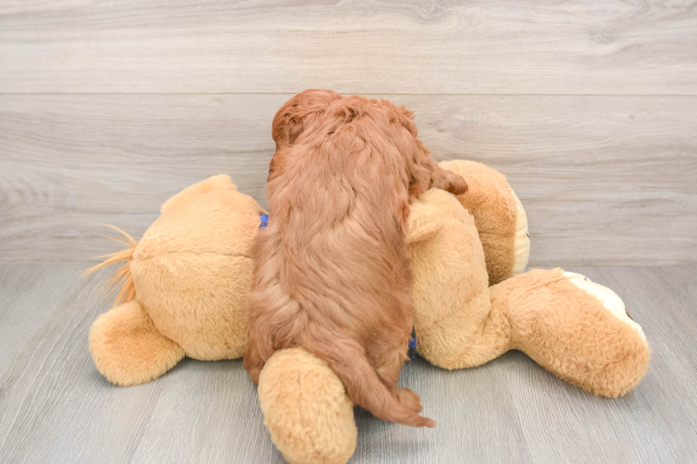 Best Mini Goldendoodle Baby
