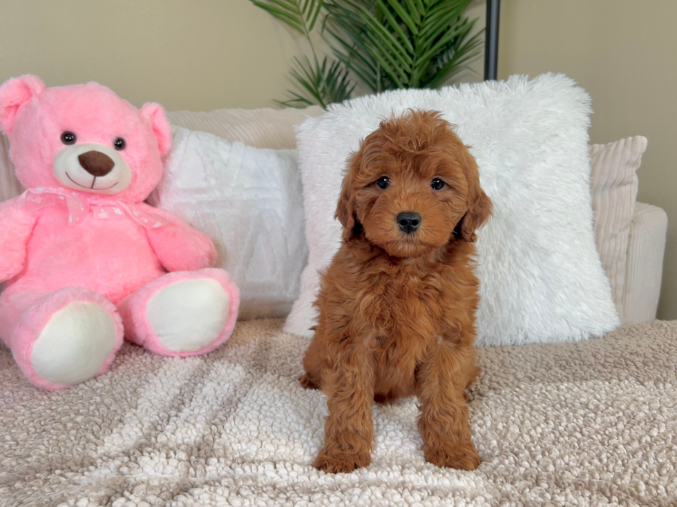 Cute Mini Goldiepoo Poodle Mix Puppy