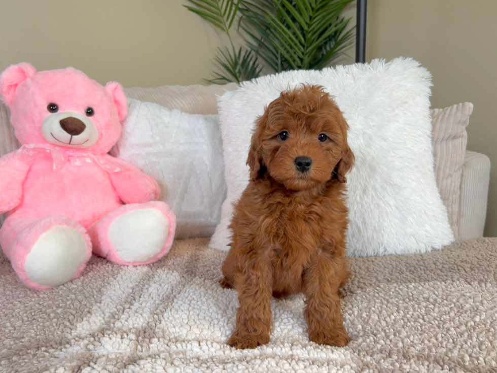 Cute Mini Goldendoodle Poodle Mix Pup