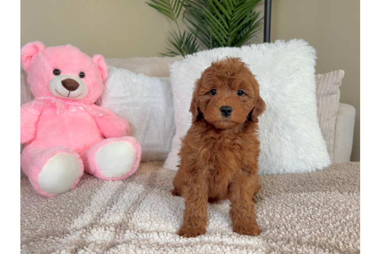Mini Goldendoodle Puppy for Adoption