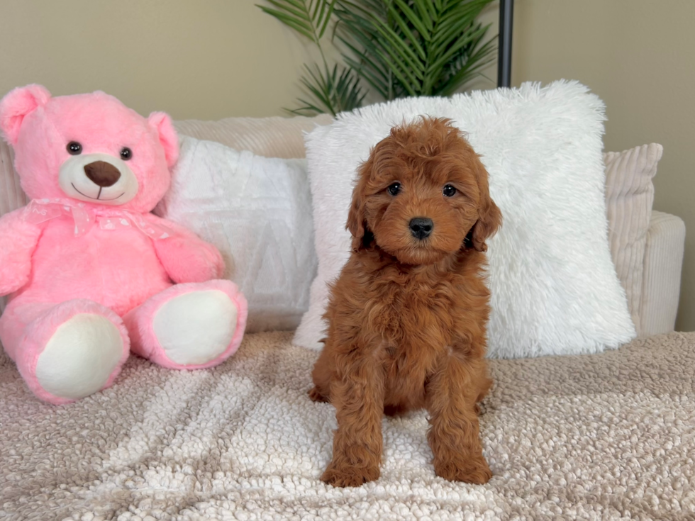 Mini Goldendoodle Puppy for Adoption