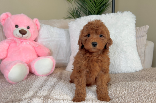 Mini Goldendoodle Puppy for Adoption