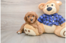 Best Mini Goldendoodle Baby