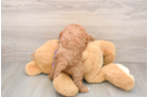 Cute Mini Goldendoodle Baby