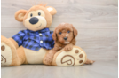 Small Mini Goldendoodle Baby