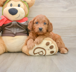 8 week old Mini Goldendoodle Puppy For Sale - Lone Star Pups