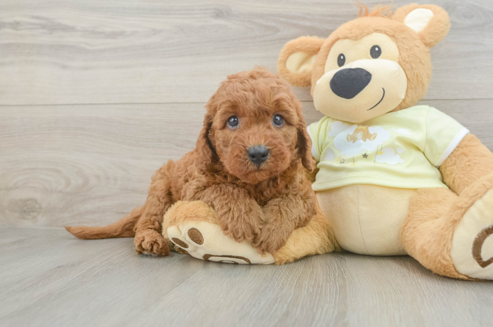 6 week old Mini Goldendoodle Puppy For Sale - Lone Star Pups