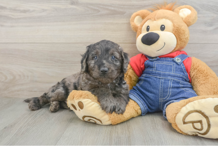 Best Mini Goldendoodle Baby