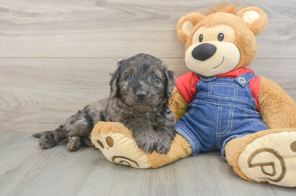 6 week old Mini Goldendoodle Puppy For Sale - Lone Star Pups
