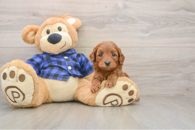 Petite Mini Goldendoodle Poodle Mix Pup
