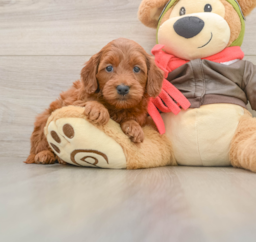 8 week old Mini Goldendoodle Puppy For Sale - Lone Star Pups