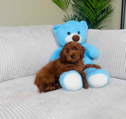 8 week old Mini Goldendoodle Puppy For Sale - Lone Star Pups