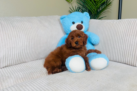 Mini Goldendoodle Pup Being Cute