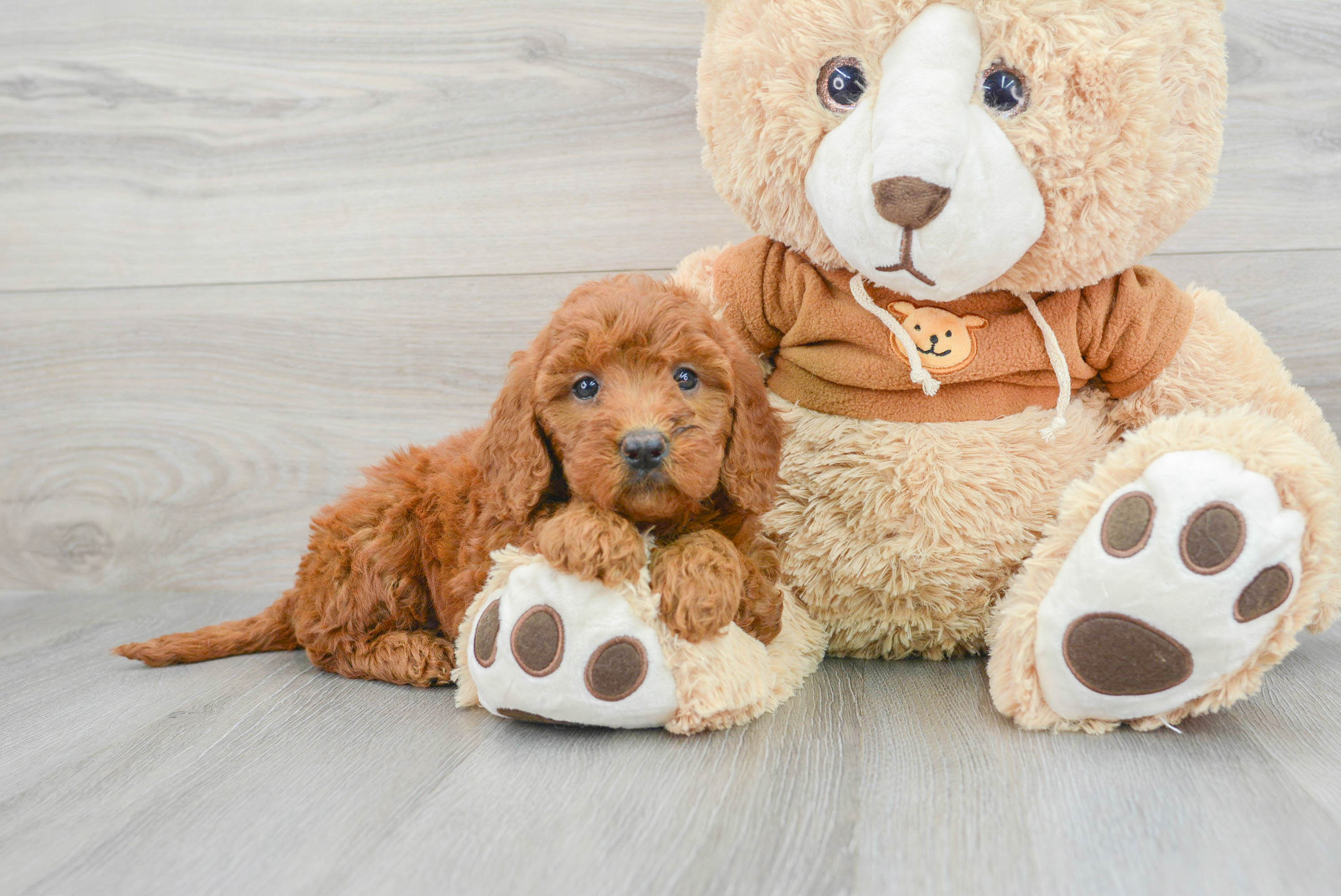 Mini Goldendoodle Puppy for Adoption
