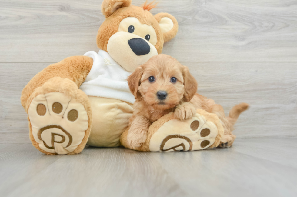 6 week old Mini Goldendoodle Puppy For Sale - Lone Star Pups