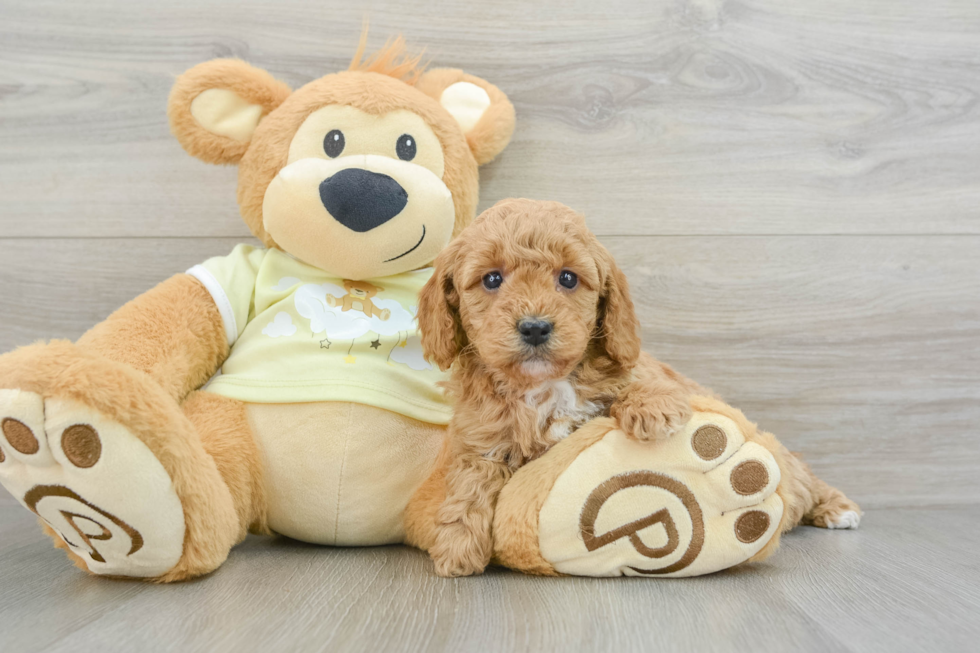 Friendly Mini Goldendoodle Baby