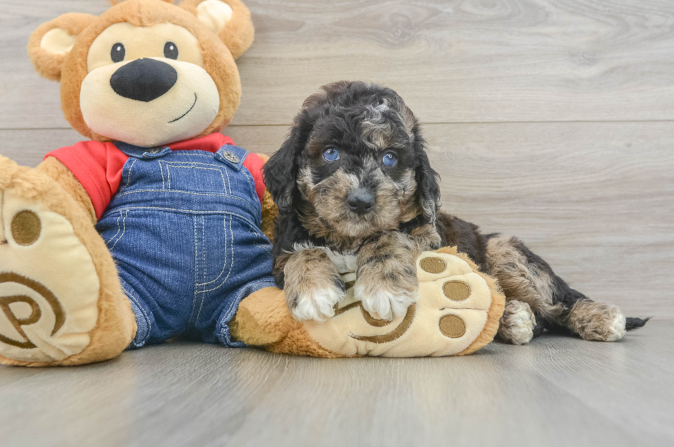 6 week old Mini Goldendoodle Puppy For Sale - Lone Star Pups