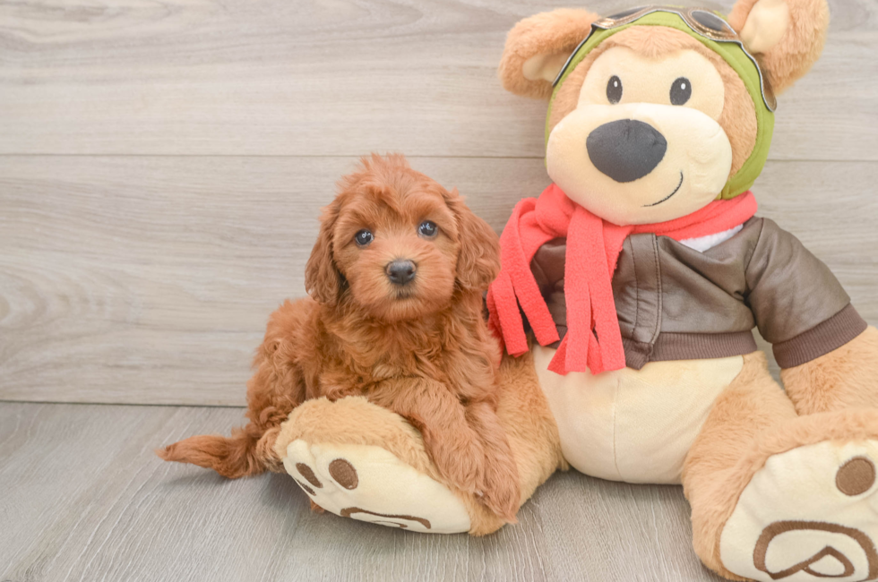 5 week old Mini Goldendoodle Puppy For Sale - Lone Star Pups