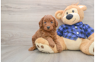 Best Mini Goldendoodle Baby