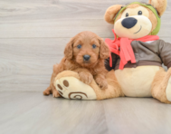 7 week old Mini Goldendoodle Puppy For Sale - Lone Star Pups