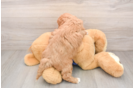 Mini Goldendoodle Puppy for Adoption