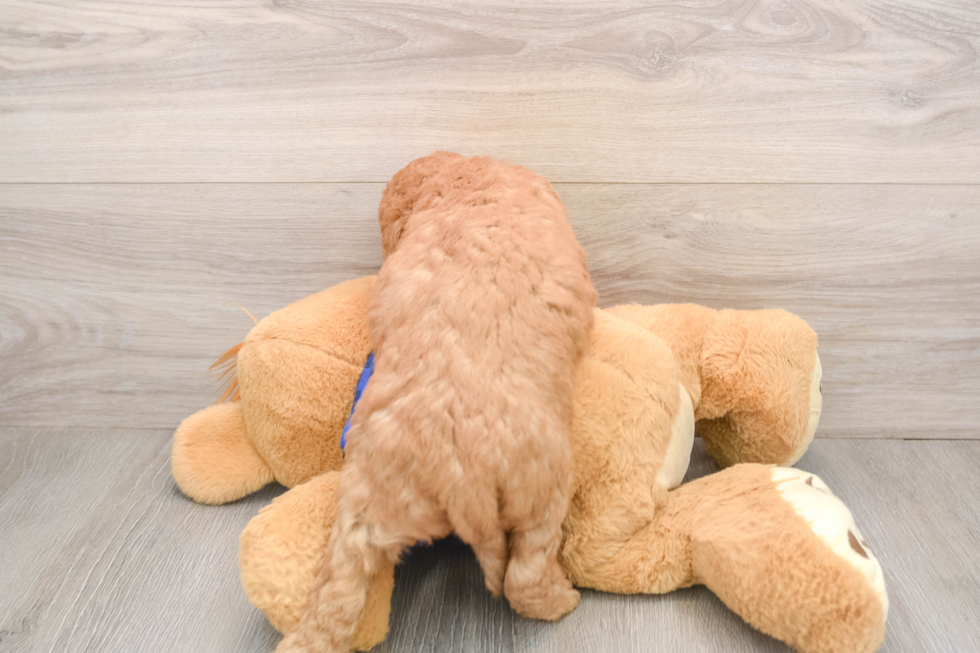 Happy Mini Goldendoodle Baby
