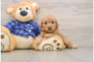 Popular Mini Goldendoodle Poodle Mix Pup