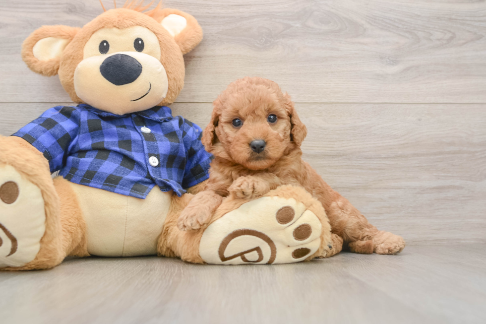 Popular Mini Goldendoodle Poodle Mix Pup