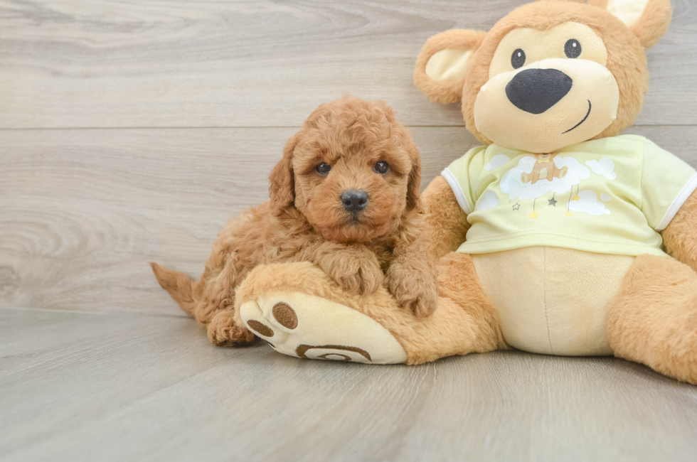 6 week old Mini Goldendoodle Puppy For Sale - Lone Star Pups