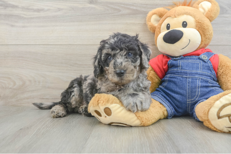 Playful Mini Groodle Poodle Mix Puppy
