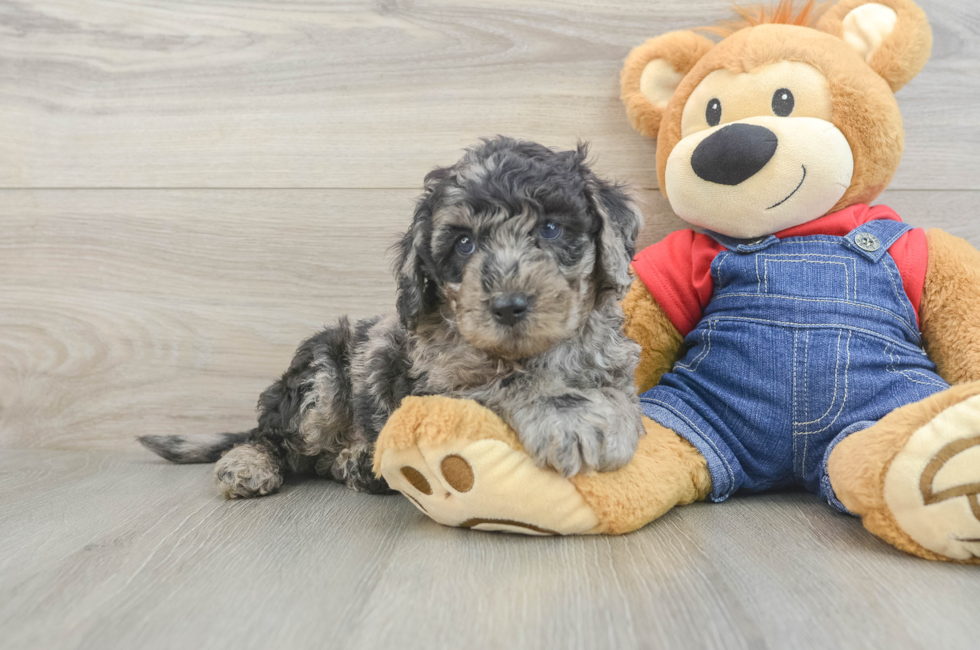 6 week old Mini Goldendoodle Puppy For Sale - Lone Star Pups