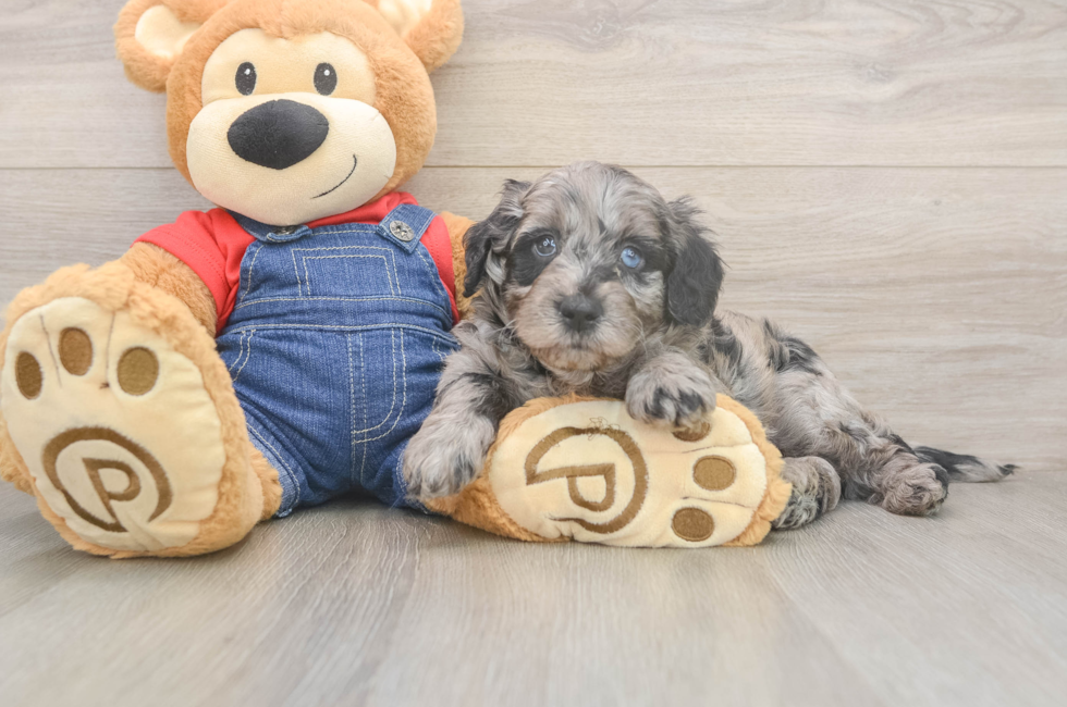 6 week old Mini Goldendoodle Puppy For Sale - Lone Star Pups
